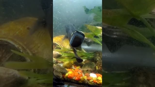 Копия видео "Астронотус Тигровый и ампулярия Снежинка" смотреть онлайн