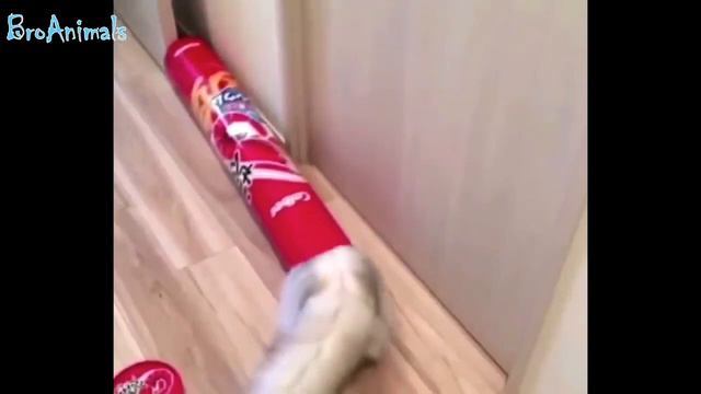 ЛУЧШИЕ ПРИКОЛЫ С ЖИВОТНЫМИ #6✨ Funny Animals смотреть онлайн