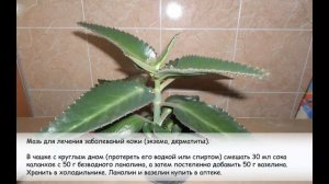 Каланхоэ. Лечение с помощью каланхоэ. 5 народных рецептов.