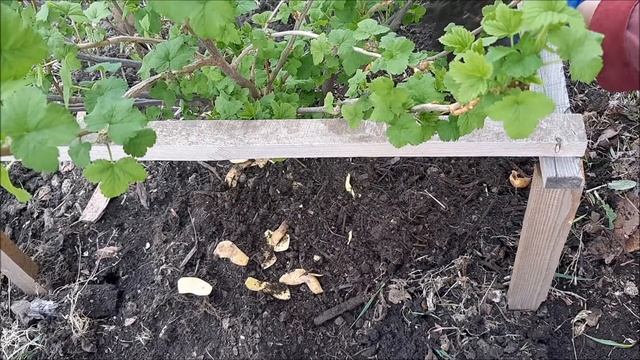 Подкормка смородины весной, подкормка смородины картофельными очистками. смотреть онлайн