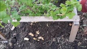 Подкормка смородины весной, подкормка смородины картофельными очистками.