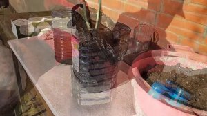 Роза Космос.За что выбираем.Kosmos Fairy Tale