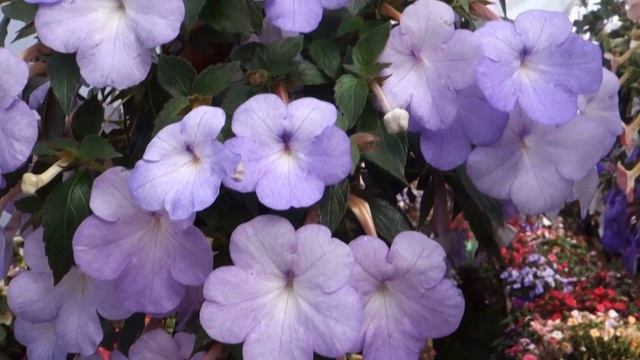 Ахименес Cattleya смотреть онлайн