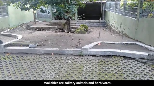 Wallaby Facts смотреть онлайн