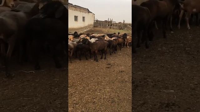Гисарская Порода овец. Курдючно-Мясная Порода. смотреть онлайн