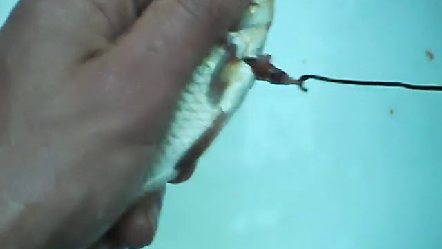 КРУТОЙ СПОСОБ ЧИСТКИ РЫБЫ КРЮЧКОМ THE COOLEST WAY OF CLEANING FISH HOOK смотреть онлайн