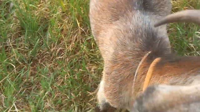 Козы, овцы 23.05.23 и немного о разном