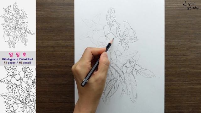 Madagascar Periwinkle drawing | 일일초 그리기 | Botanical Art смотреть онлайн