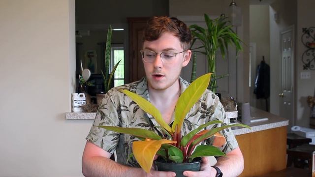 Houseplant Care Guide :: Philodendron 