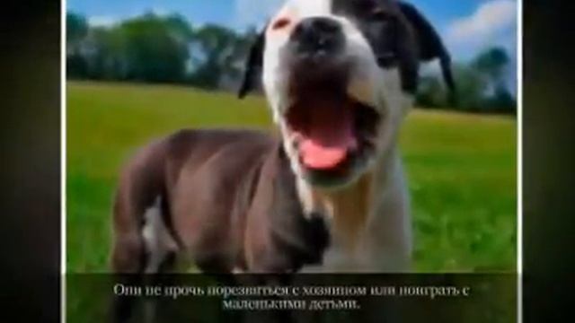 Средние породы собак АМЕРИКАНСКИЙ БУЛЬДОГ смотреть онлайн