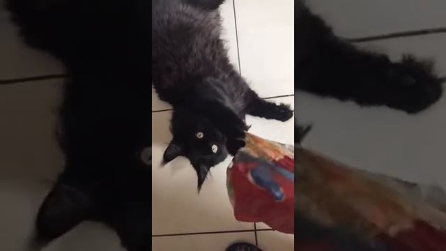 Наши воспитанники Мейн кун Котик чёрный солид. Our students Maine Coon Cat black solid смотреть онлайн