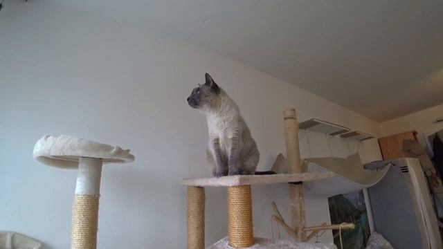 СИАМСКАЯ КОШКА. ВСЕ О ПОРОДЕ ИНТЕРЕСНЫЕ ФАКТЫ смотреть онлайн