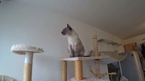 СИАМСКАЯ КОШКА. ВСЕ О ПОРОДЕ ИНТЕРЕСНЫЕ ФАКТЫ