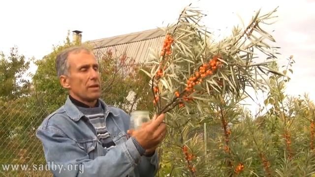 Облепиха Как сохранить урожай Отвечает Николай Рабушко смотреть онлайн
