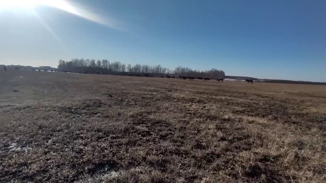 Продолжаем эксперемент, что-бы лошади не приходили в деревню. смотреть онлайн