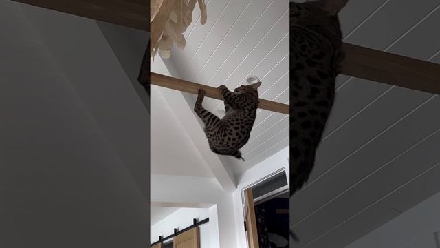 Кошка пытается залезть на деревяшку #shorts