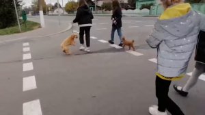 Акция "Дети против жестокого обращения с животными"