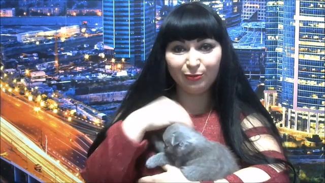 КАК ОПРЕДЕЛИТЬ ПОЛ ШОТЛАНДСКИХ КОТЯТ? смотреть онлайн