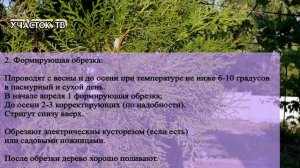 СТРИЖКА ТУИ - Когда Можно Стричь Тую - Лучшее время для формирования Туи - ВСЕ О СТРИЖКЕ ТУЙ