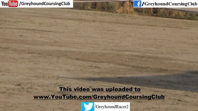 dogs vs wild rabbits coursing | greyhound race 2021 смотреть онлайн