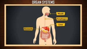 Human Organ Systems | human body and organ system | organ systems of the human body