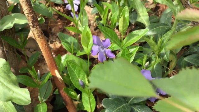 Periwinkle (Vinca minor) grows amongst the leaves смотреть онлайн