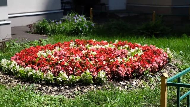 Палисадник на улице Толбухина стал местной достопримечательностью смотреть онлайн