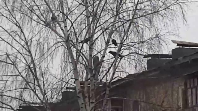 Сова и вороны