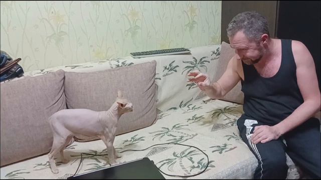 Сфинкс это не кот. Сфинкс это демон. Бой канадского сфинкса смотреть онлайн