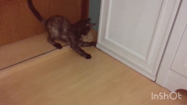У Евы и Бони балдёж, котятам достали все игрушки , счастью нет предела! Снежочек жадина. 🐱🐾 смотреть онлайн