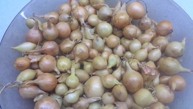 О ПОДЗИМЫХ ПОСАДКАХ ЛУКА ПОДРОБНО. Ольга Чернова. смотреть онлайн