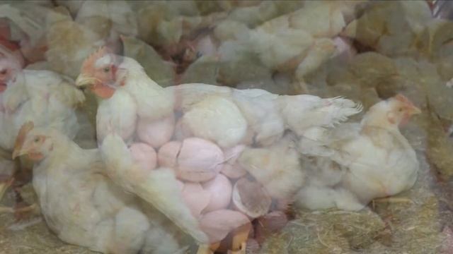 Разведение кур бройлеров кобб 700 как бизнес идея | Бройлер кобб 700 смотреть онлайн