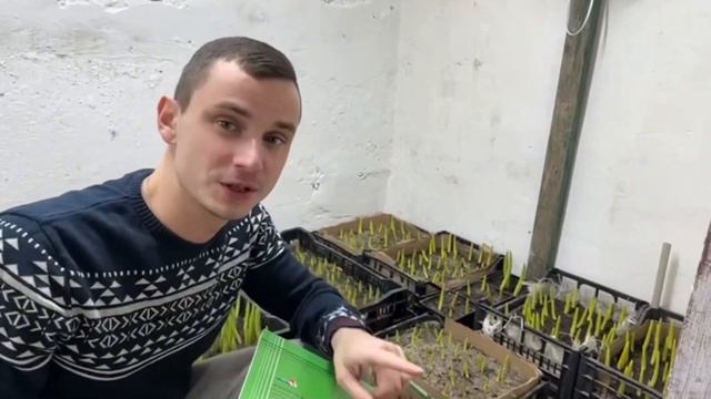Выгонка тюльпанов🌷в ящиках к 8 марта. Часть 2а включаем свет и подымаем температуру ☀️ смотреть онлайн