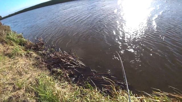 Щука в ноябре! Рыбалка и грибалка. Развинчиваем мифы о луне! смотреть онлайн