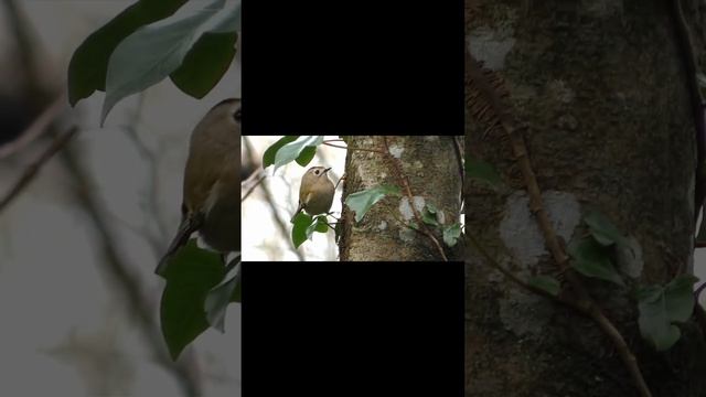 Желтоголовый королек Regulus regulus #shorts смотреть онлайн