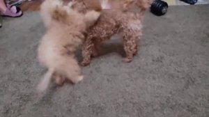 Той-пудель 4 месяца