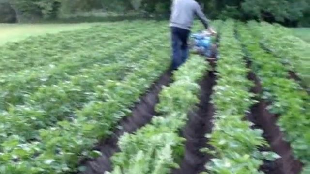 Окучивание картофеля мотоблоком МТЗ-12. смотреть онлайн