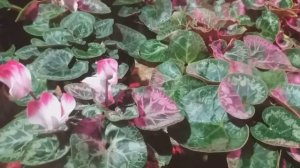 Выращивание цикламенов к 8 марта.