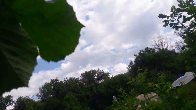 Саженцы фундука Трапезунд на осень 2019 года