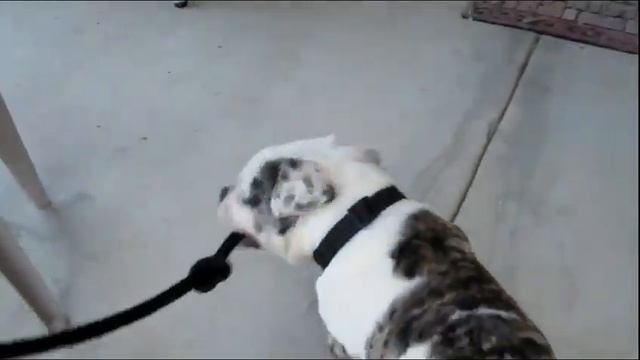 Алапахский чистокровный бульдог / Alapaha Blue Blood Bulldog (Otto) смотреть онлайн