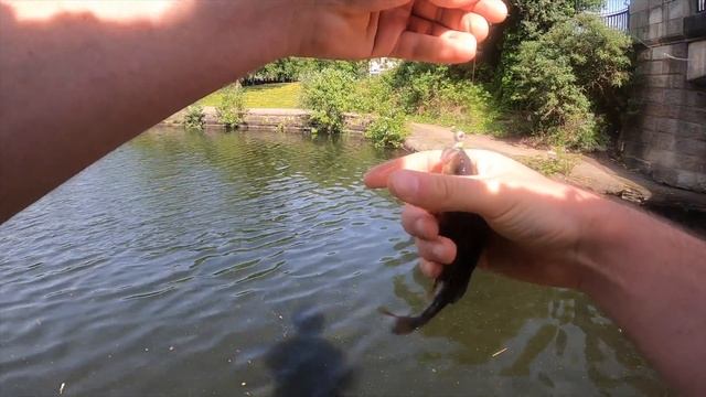 How to catch Perch - The EASY way смотреть онлайн