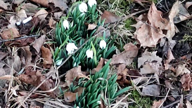 BLEDULE - Leucojum 15.2.2022 Белоцветник смотреть онлайн