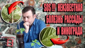 SOS! НЕИЗВЕСТНАЯ БОЛЕЗНЬ РАССАДЫ ПЕРЦА И ВИНОГРАДА. БОЛЕЗНИ РАСТЕНИЙ. САД (ОГОРОД) И ВИНОГРАД