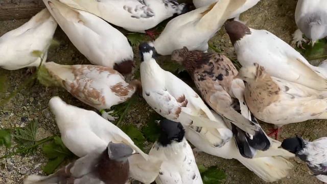 Greens very important in the diet of pigeons! Зелень очень необходима в рационе голубей! смотреть онлайн