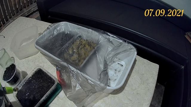 Выращивание микрозелень гороха в домашних условиях из своих семян. Микрозелень гороха на биогумусе смотреть онлайн