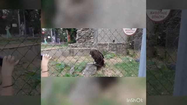 🔥КАК МЫ ОТДЫХАЛИ🔥РОСТОВСКИЙ ЗООПАРК🔥ЭТО не вероятно красиво🔥 смотреть онлайн