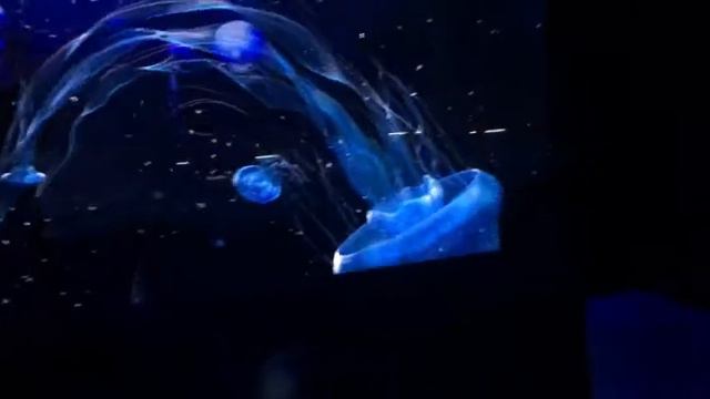 Поросёнок ТВ. Выставка в Москвариуме: Океан юрского периода. смотреть онлайн