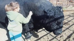 БЫК - символ 2021 года. КАКИЕ  они БЫКИ?