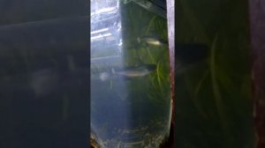 Пангасиус высокоплавничий - жемчужина аквариума