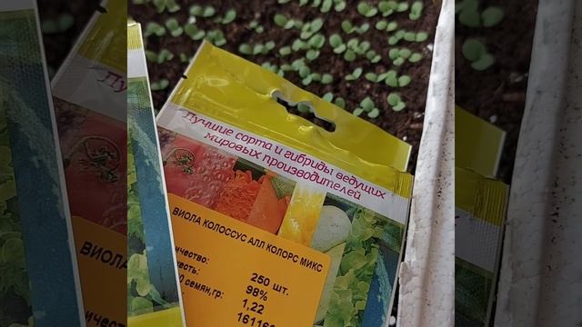 Обзор январских всходов смотреть онлайн